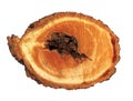 Log cross section, linden tree trunk Royalty Free Stock Photo