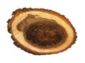 Log cross section, linden tree trunk Royalty Free Stock Photo