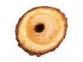 Log cross section, linden tree trunk Royalty Free Stock Photo