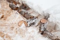 A log cut by a chainsaw and sawdust lie in the snow in winter. Russia, Siberia, Altai Royalty Free Stock Photo