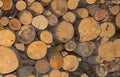 Log cut down abunch number trees close-up natural background