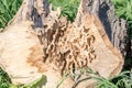 Log damaged by a worm. wood, large beetles in it