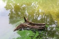 Log floating in the water covered with green algae.