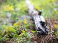 Fallen Log Surrounded by Colorful Leaves in Rocky Mountain National Park Royalty Free Stock Photo