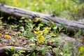 Fallen Log Surrounded by Colorful Leaves in Rocky Mountain National Park Royalty Free Stock Photo