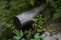 Log and ferns in the forest Royalty Free Stock Photo