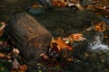 Log in forest stream, colorful autumn leaves laying in water