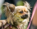 A log fur Chihuahua portrait staring to the side of the camera