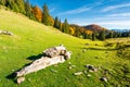 Log on a grassy hill in Apuseni Natural park Royalty Free Stock Photo