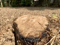 logs on the ground that have been cut down