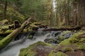 Log Jam at Panther Creek Falls in Washington State Royalty Free Stock Photo