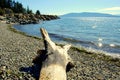 Log and lake view (hyperfocal) Royalty Free Stock Photo