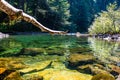 Log/large tree branch hanging over over a pong water of Opal Creek, Oregon