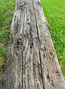 Driftwood log laying flat on green grass ground Royalty Free Stock Photo
