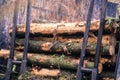 Log loader machine felled in a Galician forest. Royalty Free Stock Photo