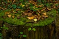 Log with moss and fallen leaves at autumn, mount Bobija