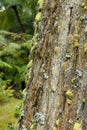 Log of an old tree covered with moss and lichens on sao miguel a Royalty Free Stock Photo