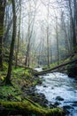 a log over a creek in a hilly forest very early in the spring with leafless trees