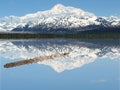 A Log in Peaceful Lake Beneath Mt. McKinley