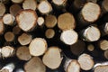 Log pile Royalty Free Stock Photo