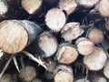 Log Pile