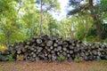 Log pile from fallen trees