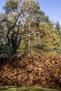 Log pile in the forest during Autumn.