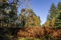 Log pile in the forest during Autumn.