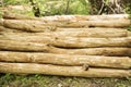 Log pile in the forest. Wood stack. Close up Royalty Free Stock Photo