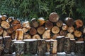 A log pile of freshly cut timber  on the ground of the forest in snow Royalty Free Stock Photo