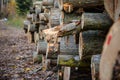 Log pile Royalty Free Stock Photo