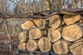 Log pile of old willow tree as winter fuel.