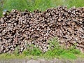 Log pile tree felling chopped up trees