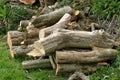 Log pile for wildlife or fuel