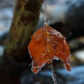 leaf frost needles pine forest trees nature walk trail winter trunk Royalty Free Stock Photo