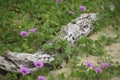 The log on the sand among loaches Royalty Free Stock Photo