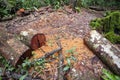 Log saw wooden logs tree in the rain forest nature - Deforestation environmental problem with chainsaw in action cutting wood Royalty Free Stock Photo