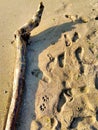 Log on the seashore, sand beach