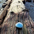 Log and shell