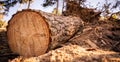 Log spruce trunks pile. Sawn trees from the forest. Logging timber wood industry. Cut tree trunk. Royalty Free Stock Photo