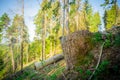 Log spruce trunks pile. Sawn trees from the forest. Logging timber wood industry. Cut tree trunk. Royalty Free Stock Photo