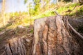 Log spruce trunks pile. Sawn trees from the forest. Logging timber wood industry. Cut tree trunk. Royalty Free Stock Photo