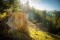 Log spruce trunks pile. Sawn trees from the forest. Logging timber wood industry. Cut tree trunk. Royalty Free Stock Photo