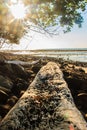 Log timber in the tree shade at the seashore with sunshine background Royalty Free Stock Photo