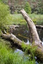 A log of a tree lies in the river, summer forest landscape. Royalty Free Stock Photo