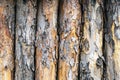 A log wall. Wooden wall from old logs. Damaged tree bark. Close-up.