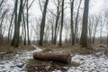 Log in the winter dark foggy forest