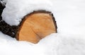Log in winter forest Royalty Free Stock Photo