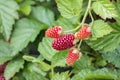 Loganberry bush with ripening loganberries