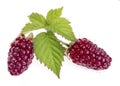 Loganberry fruit or red blackberry. A hexaploid hybrid produced Royalty Free Stock Photo